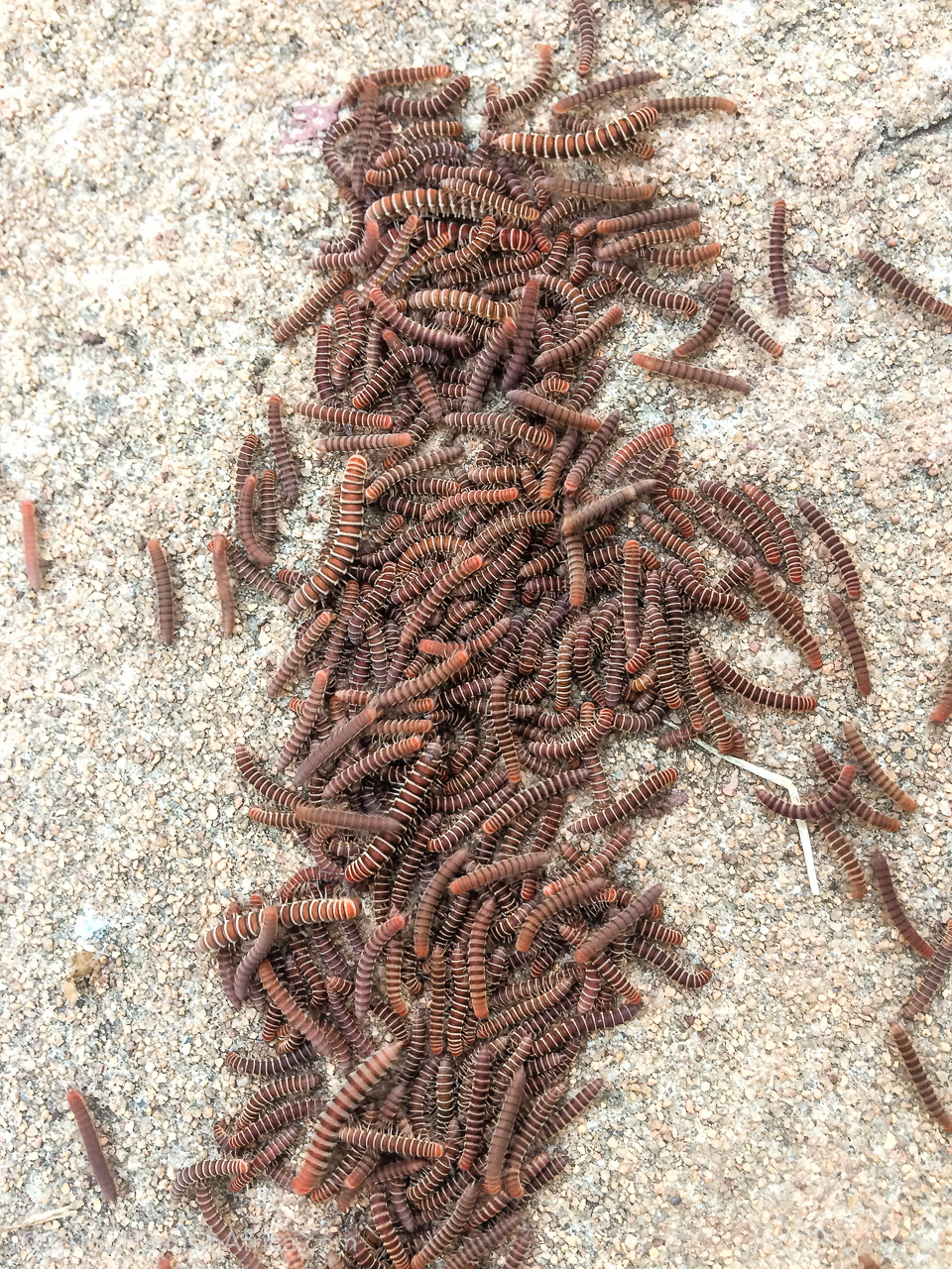 Athlete's Foot and Creepy Crawling Centipedes The Hauns in Africa