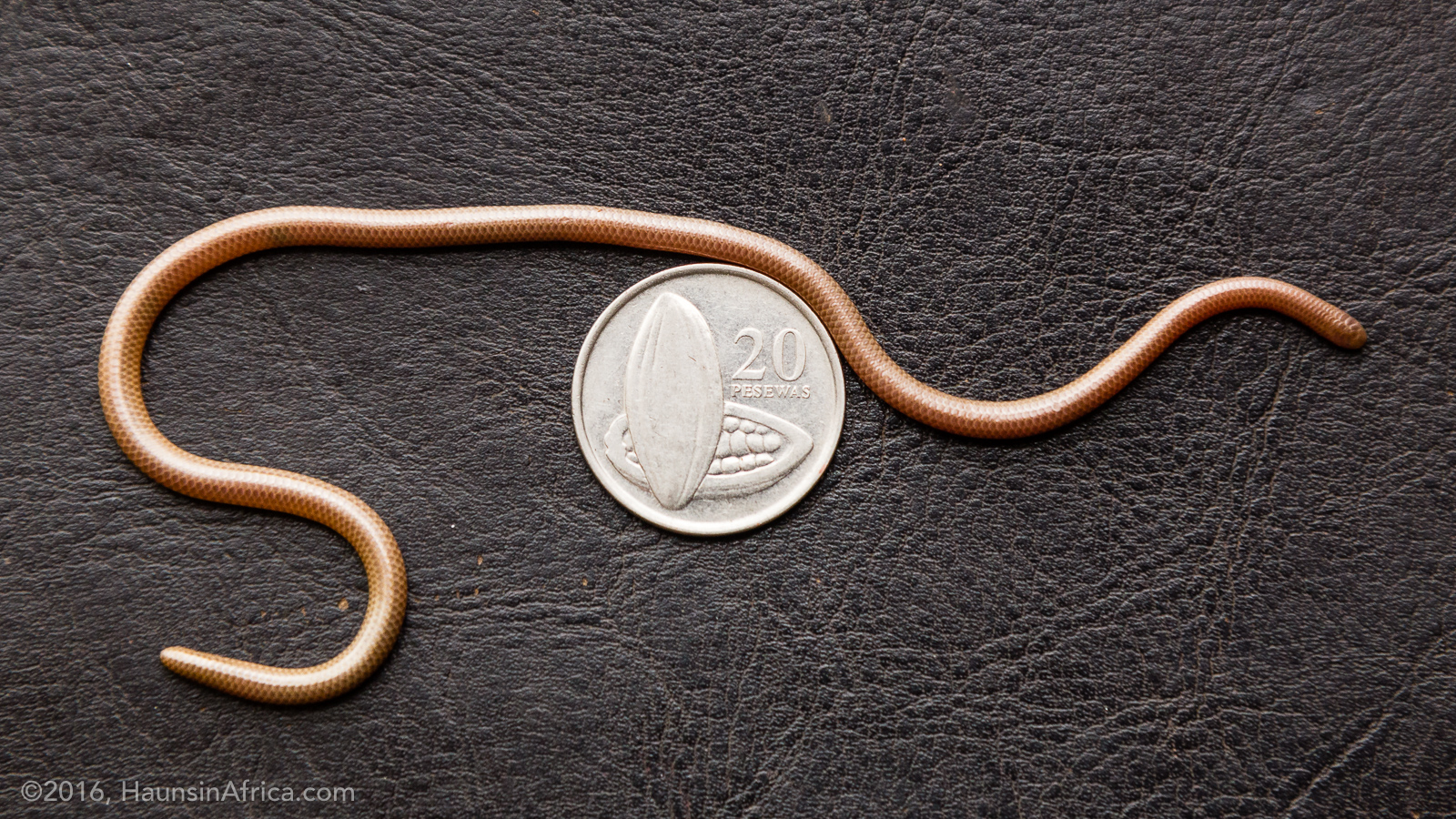 Ghana's Worm Snake (Leptotyphlopidae) The Hauns in Africa