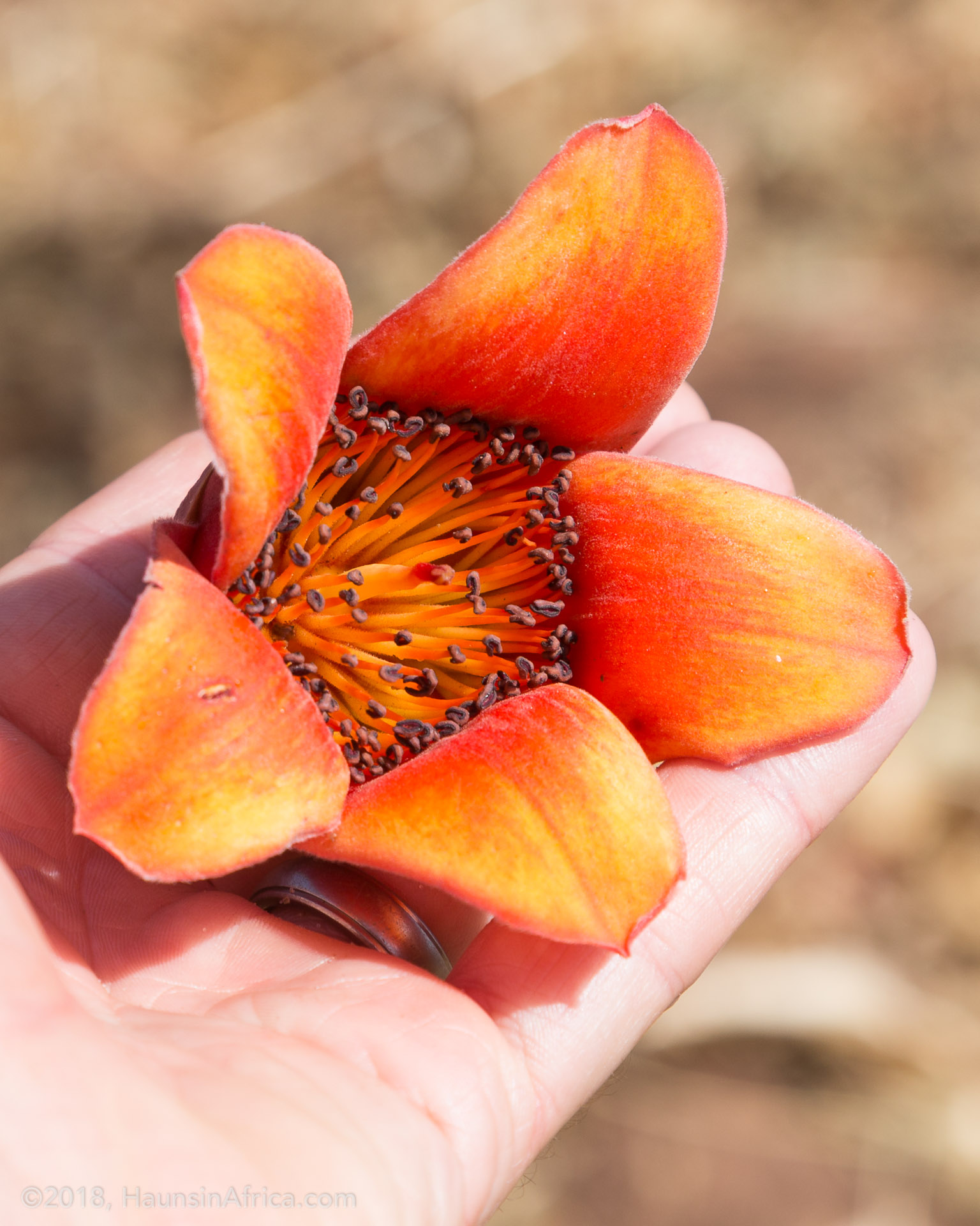 The Incredible Design of the Silk Cotton Tree The Hauns in Africa