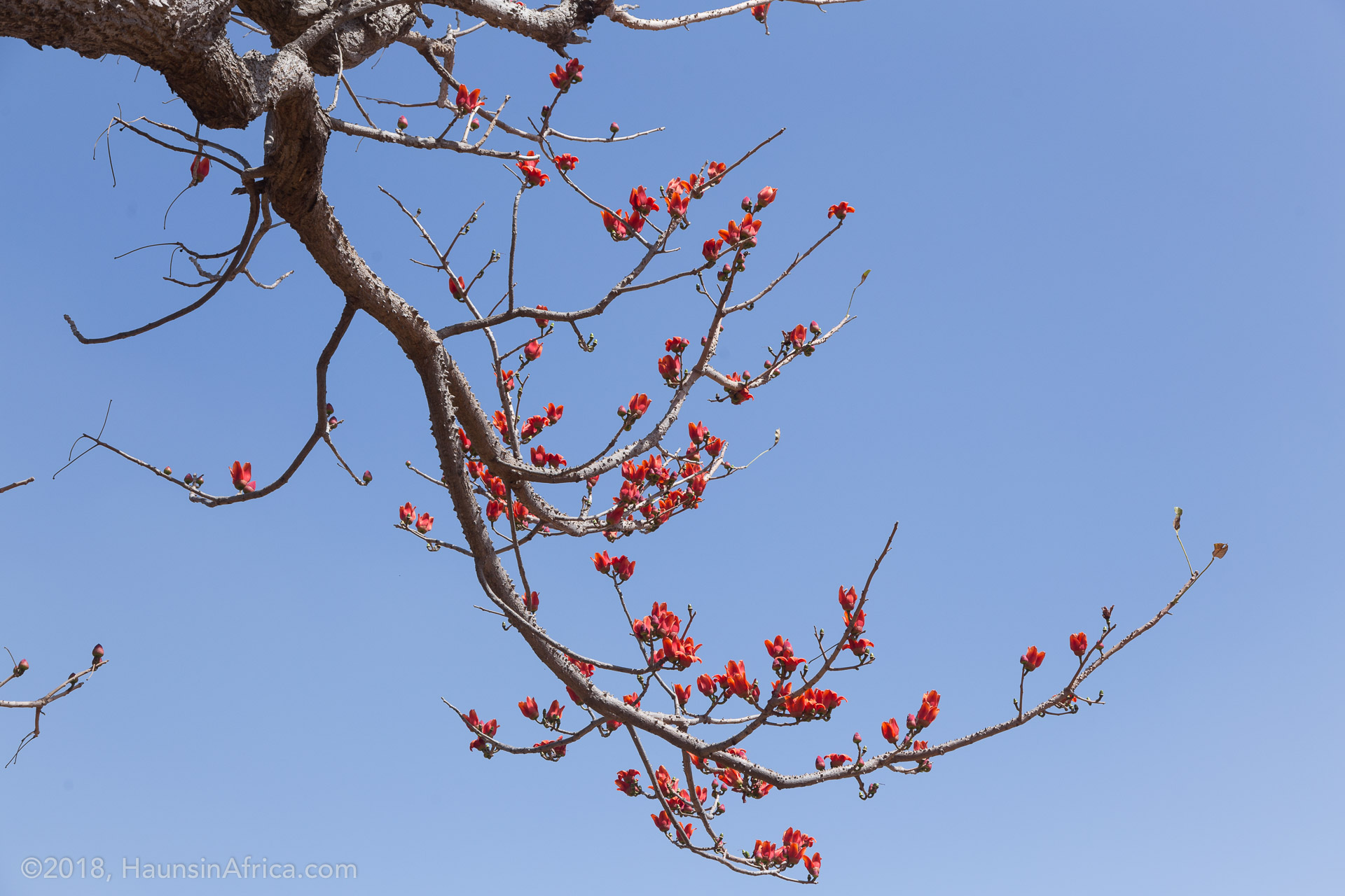 The Incredible Design of the Silk Cotton Tree The Hauns in Africa