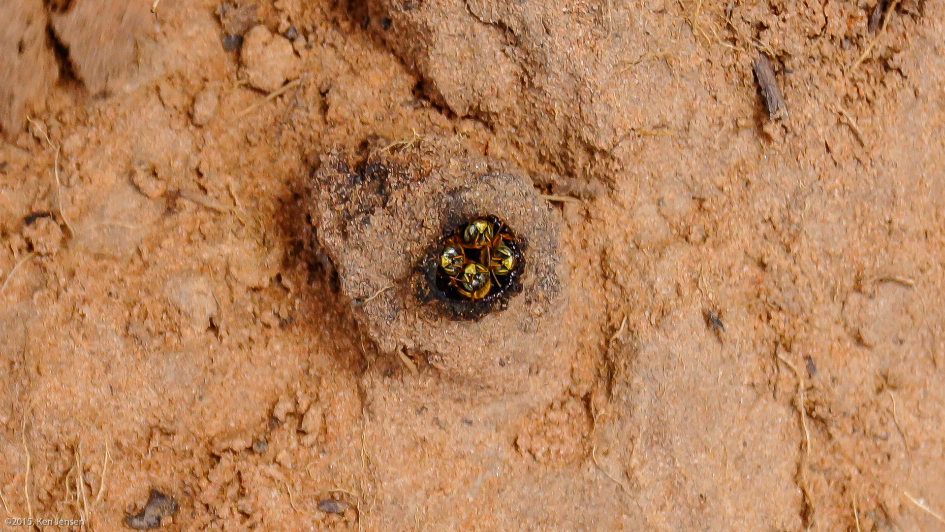 Ground Bees and their Honey The Hauns in Africa