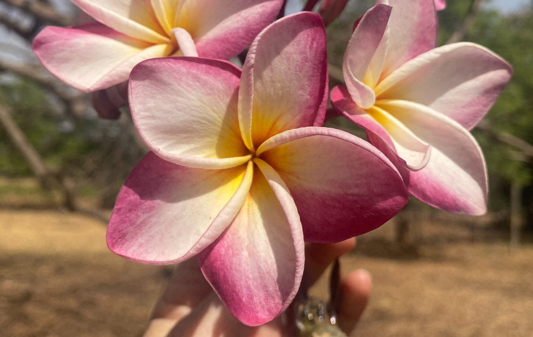 The Hauns in Africa William, Heidi, Trey & KJ´s adventures in Ghana