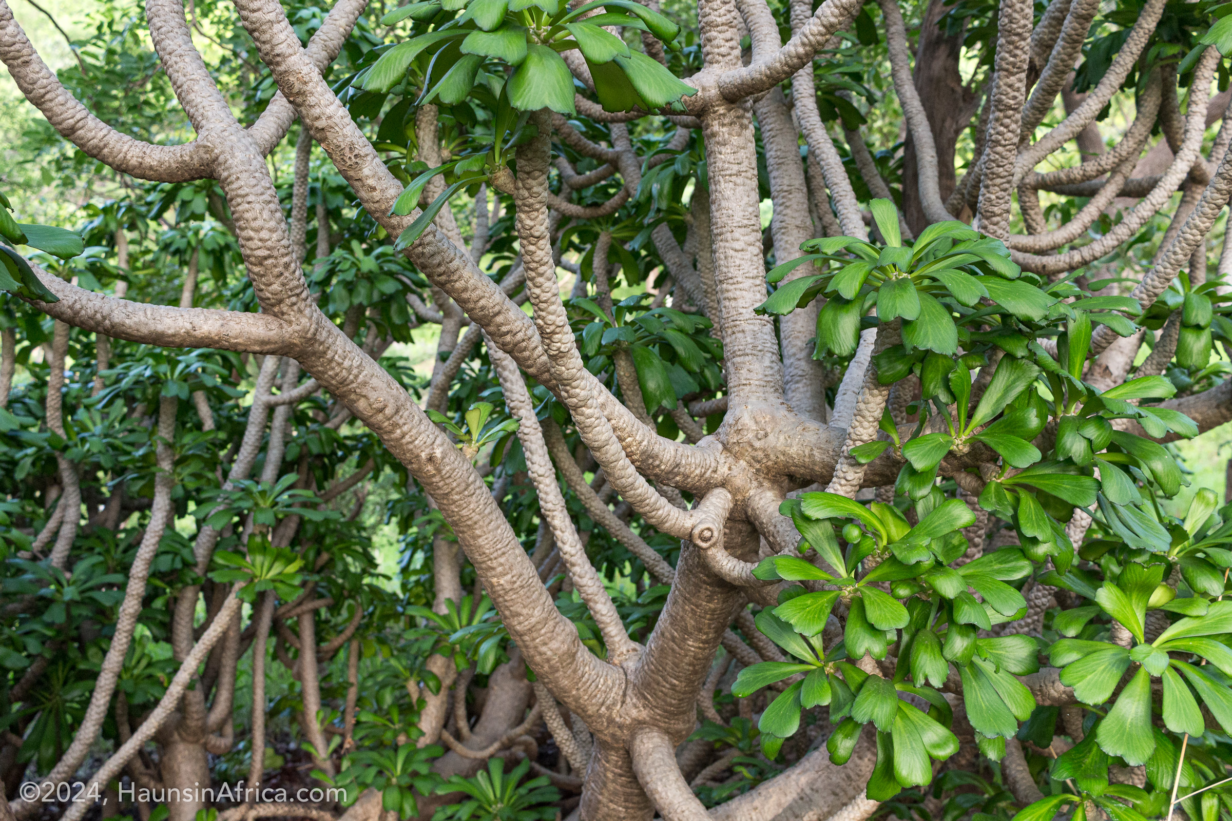 Euphorbia poissonii - Ghana's Fantasically Poisonous Plant - The Hauns in  Africa