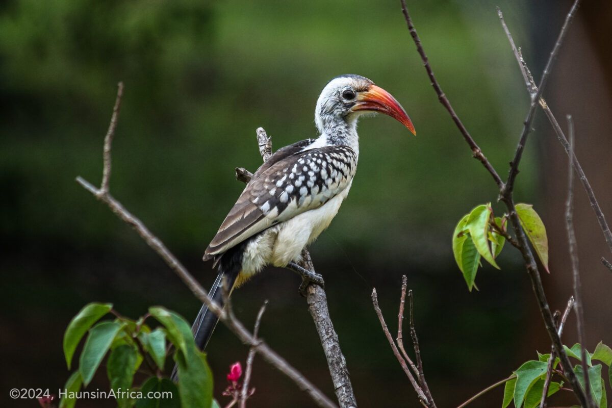 Birds of Northern Ghana - The Hauns in Africa
